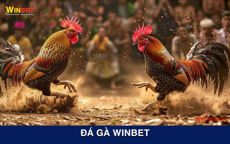 Ưu điểm khi đặt cược đá gà Winbet 